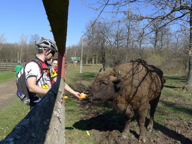 zimbraria_bucsani_bicicleta
