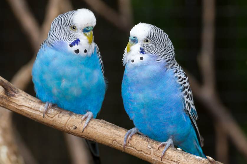 parakeets.jpg.838x0_q67_crop-smart